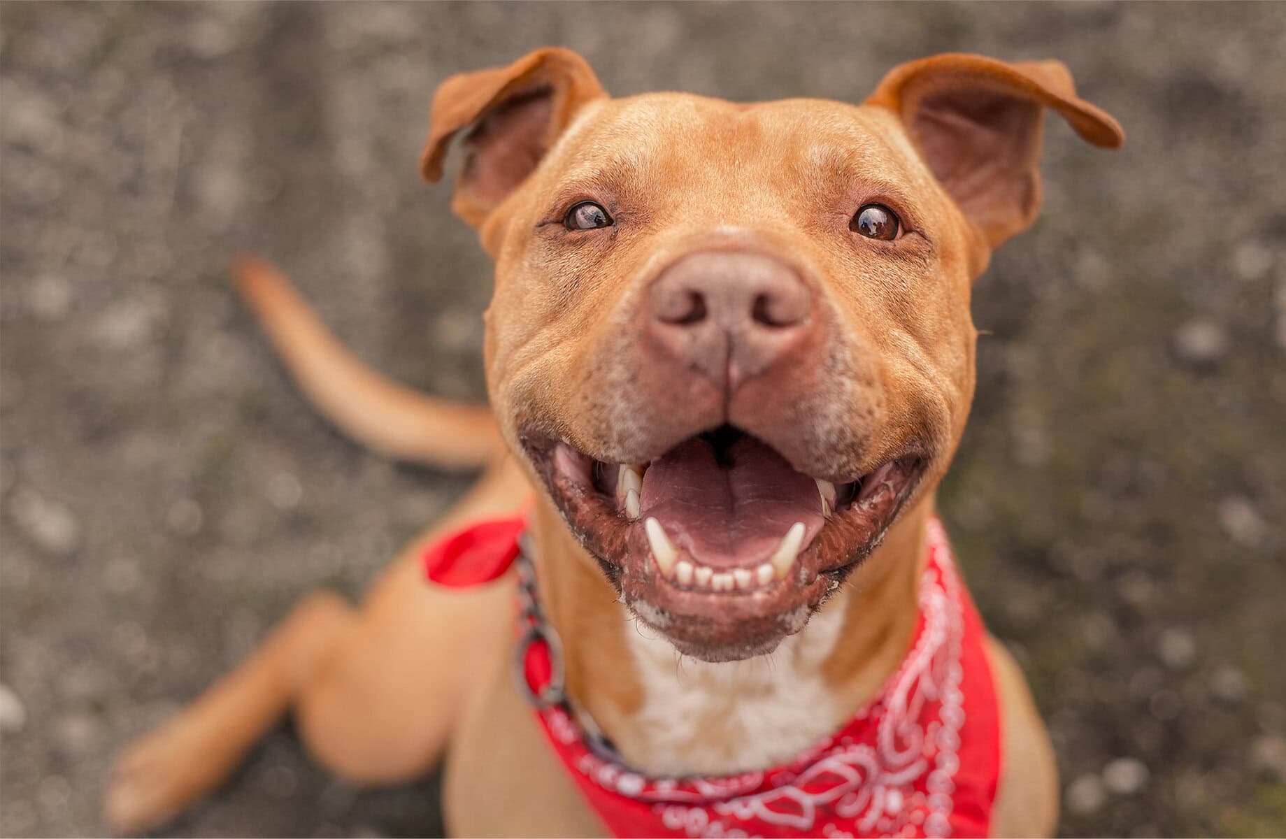 Green Paws Initiative - supporting animal rescues