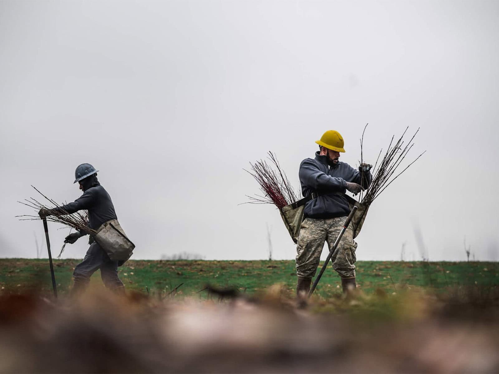 Forest reforestation by One Tree Planted