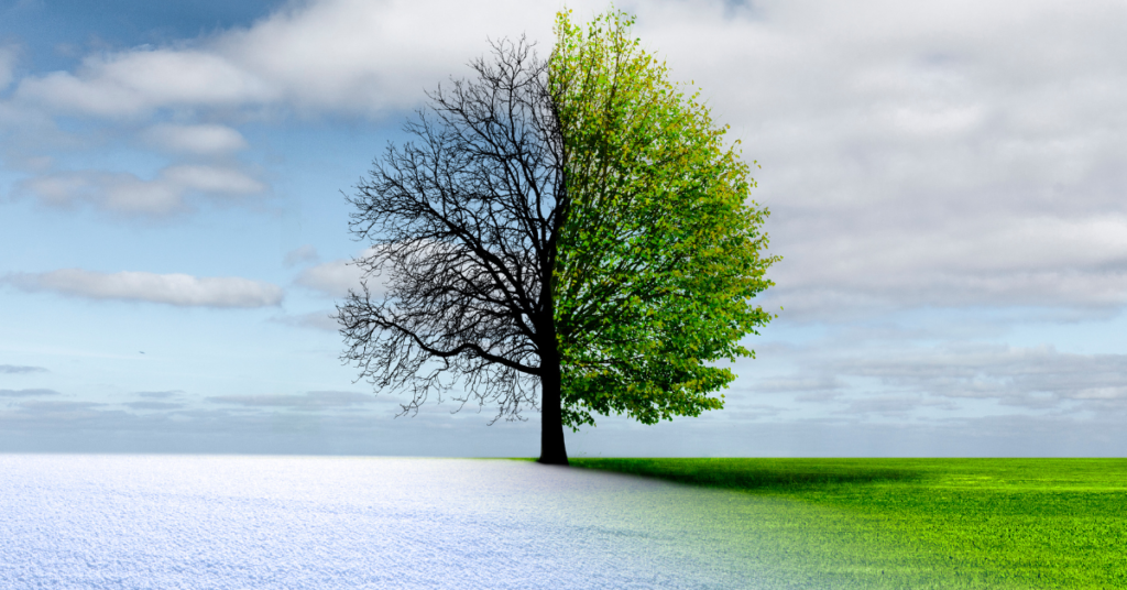 Image of a tree showing all of the changing seasons and that solar works year round